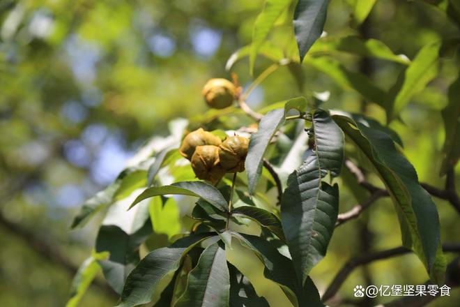 杏彩体育，穿越时空的坚果盛宴：不同年代里的坚果情缘